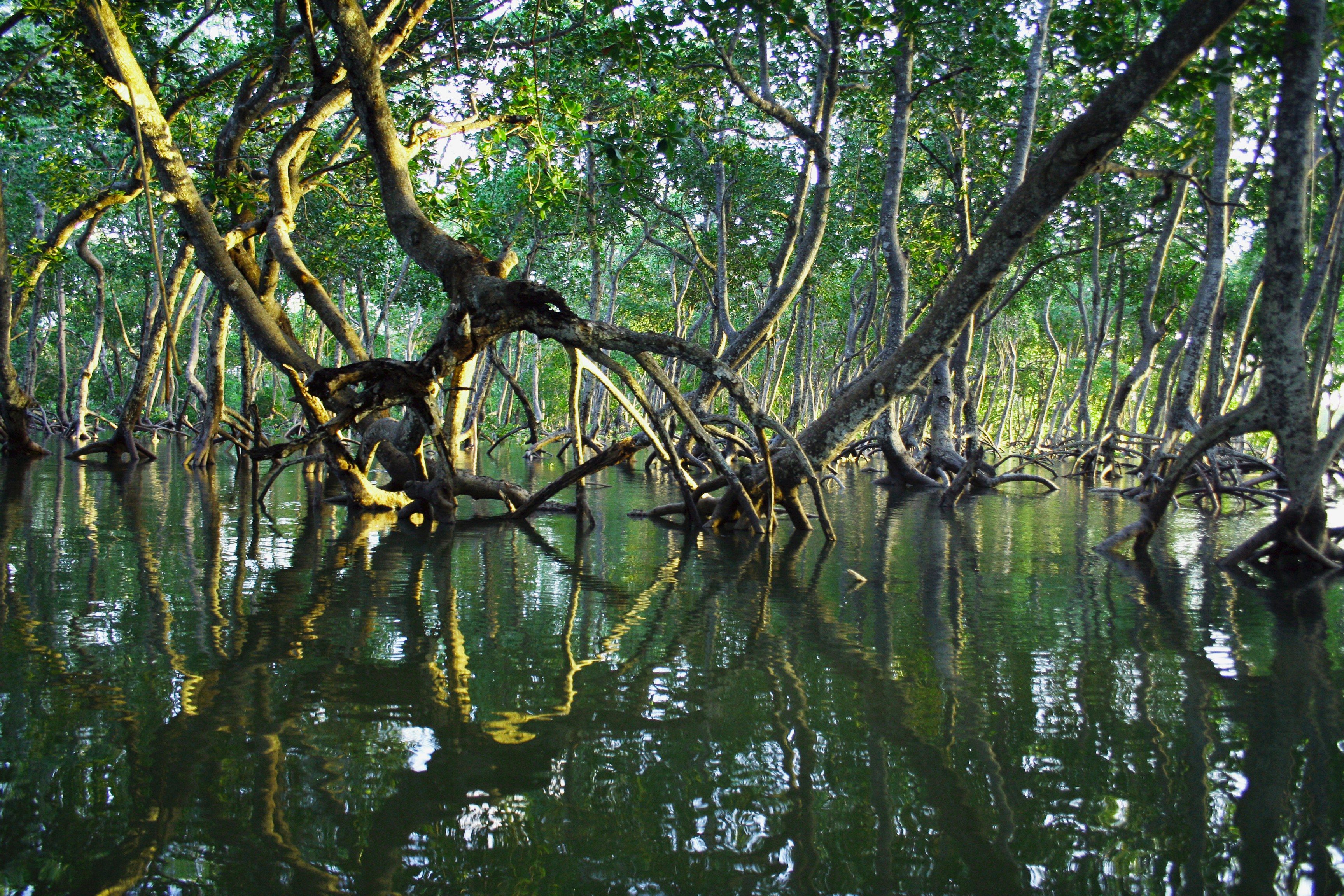 Program Mangrove